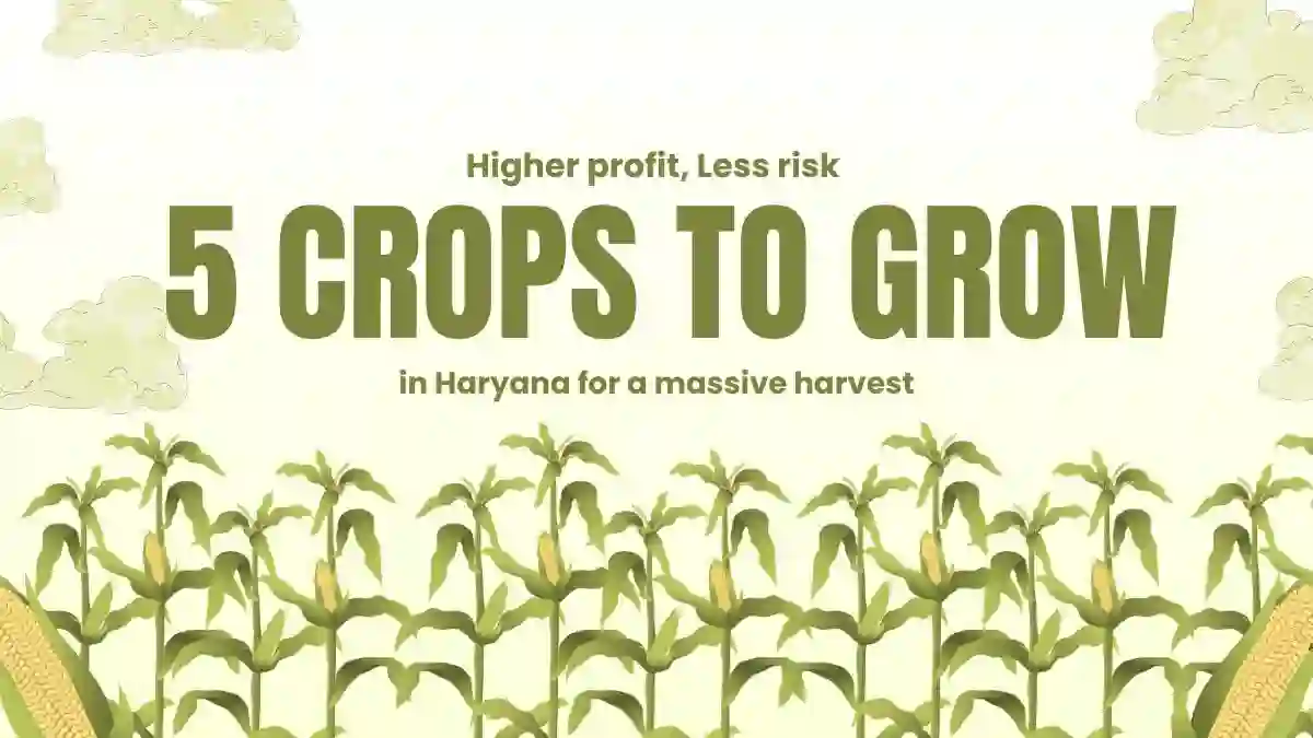 Higher profit, Less risk: 5 crops to grow in Haryana