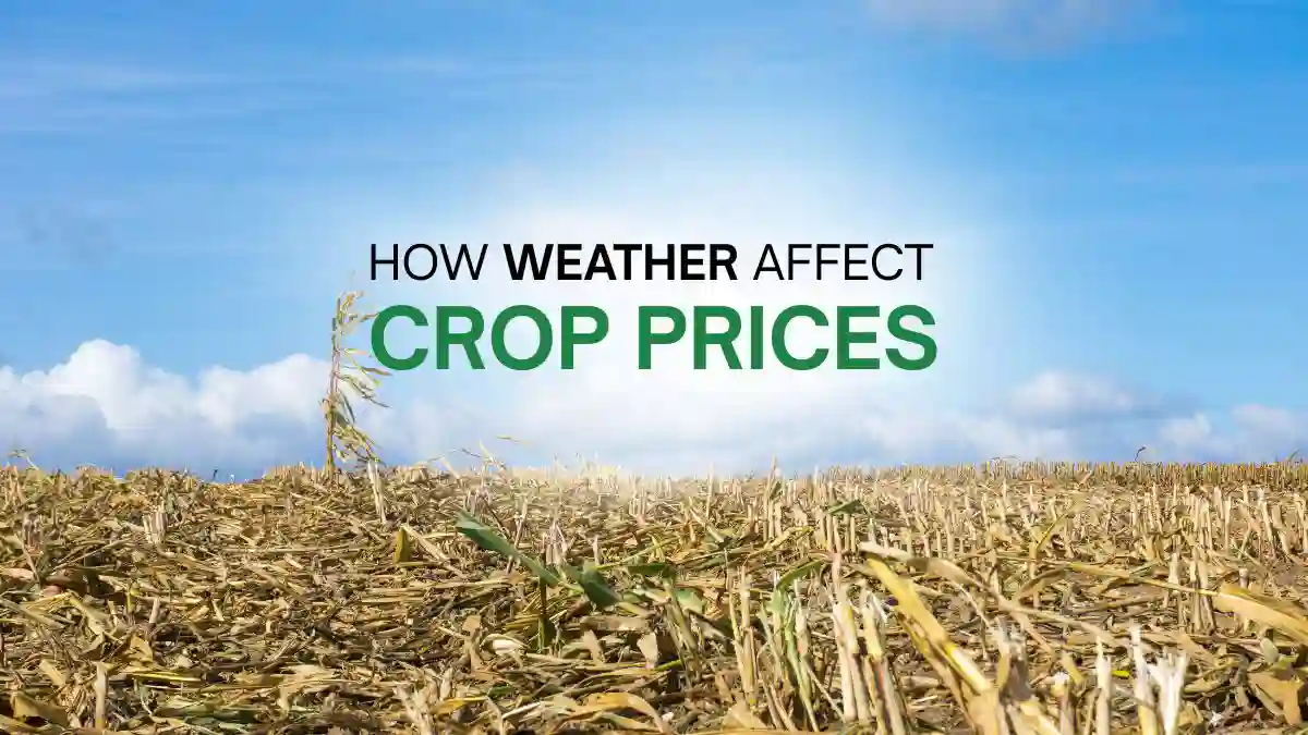 Effects of weather on crop prices