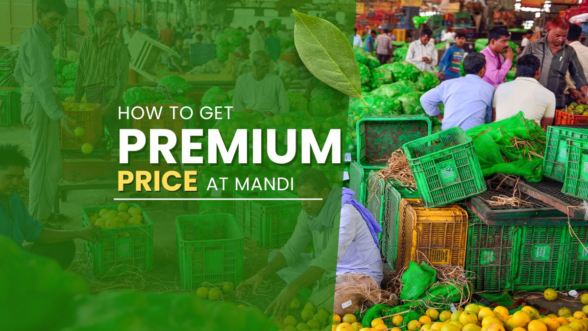 How to Get Premium Prices at Mandi