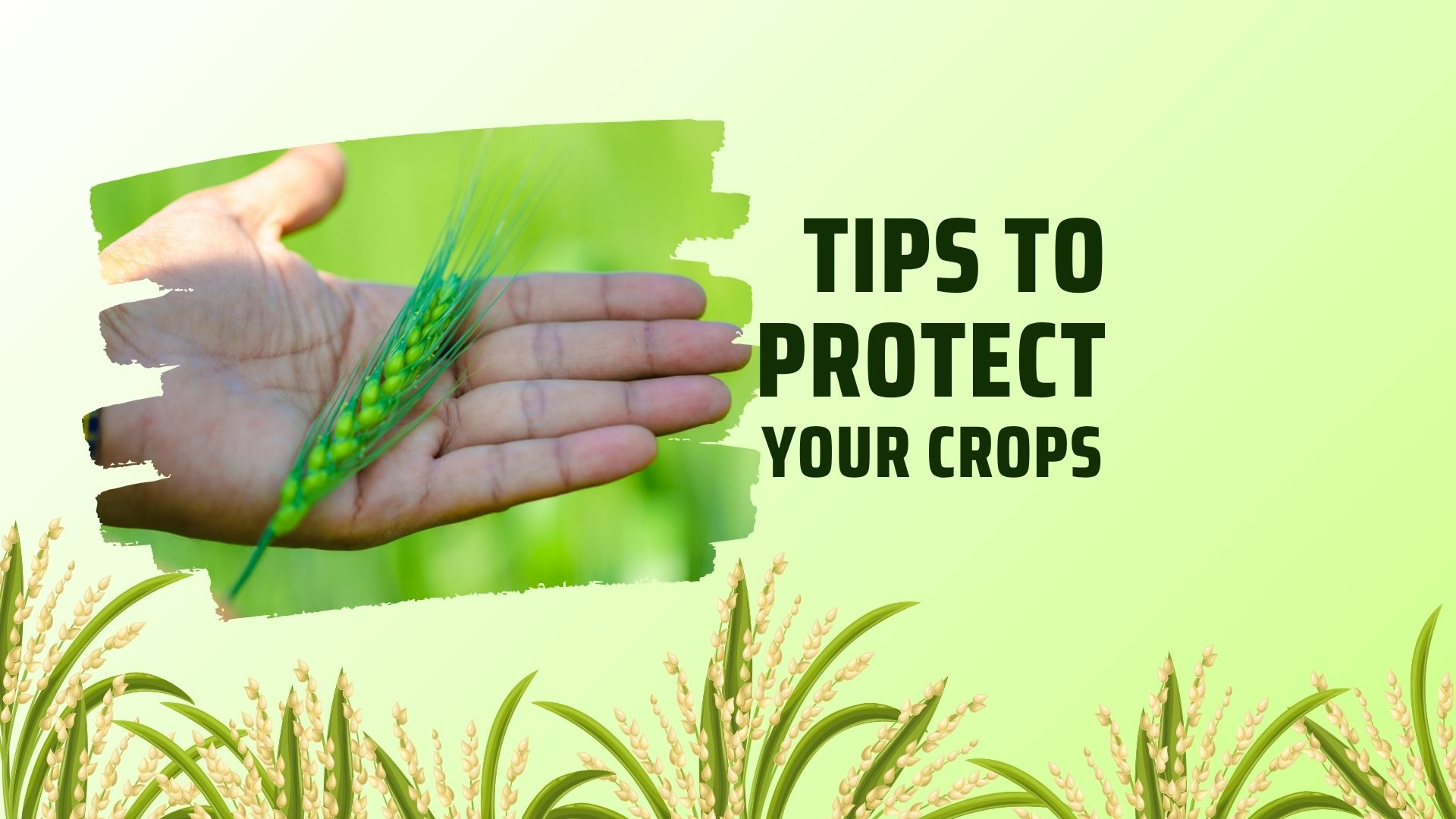 7 tips to protect your crops and soil for long-term benefits