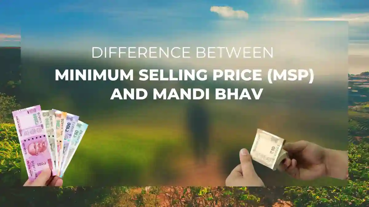Difference Between MSP and Mandi Bhav | A Farmer's Guide