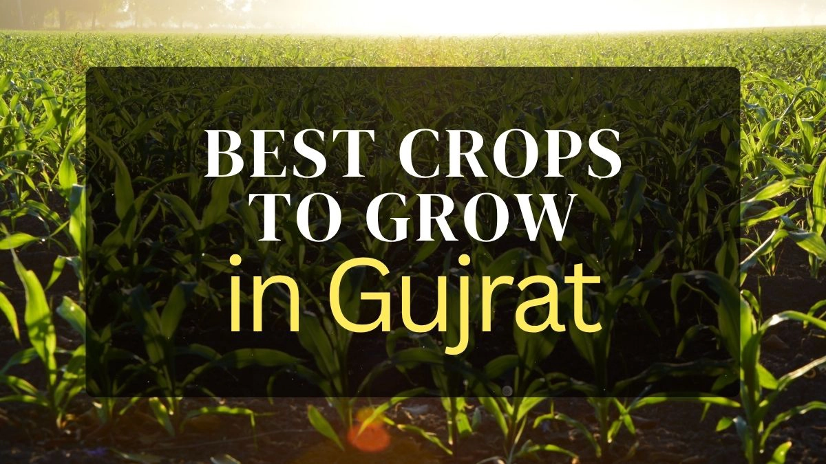 5 Best Crops to Grow in Gujarat for Maximum Profit in 2025