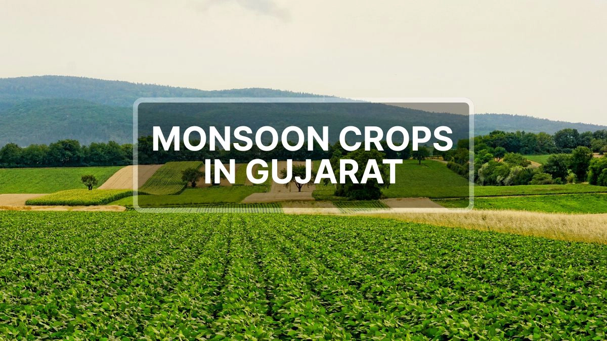 5 Monsoon Crops in Gujarat: The lifeline of the state’s economy