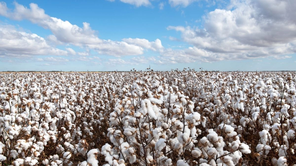 Cotton