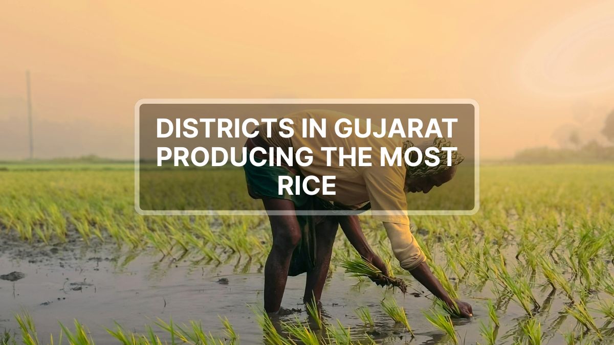 5 districts in Gujarat producing the most rice