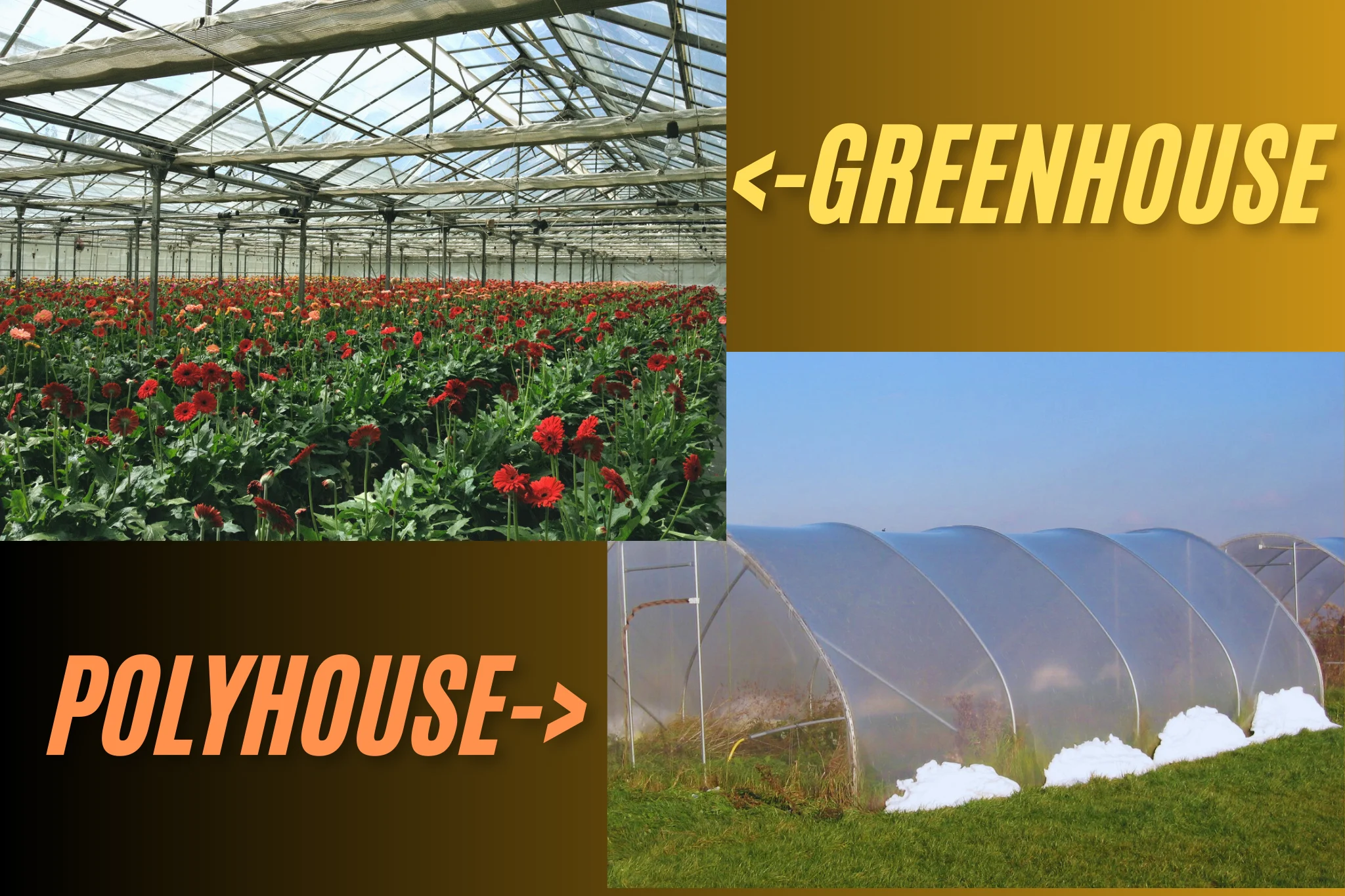 Polyhouse Vs Greenhouse