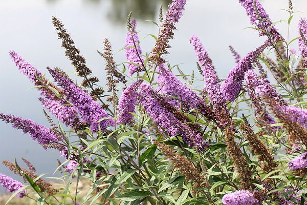 5 Top Medicinal Plants to Grow for Profit 