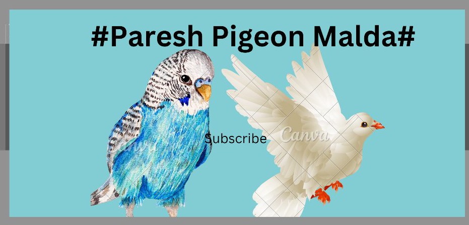 Paresh pigeon Malda