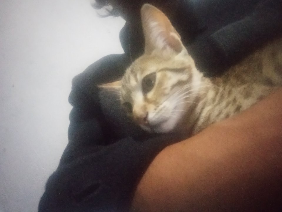 Anuj Singh Fartyal Aj