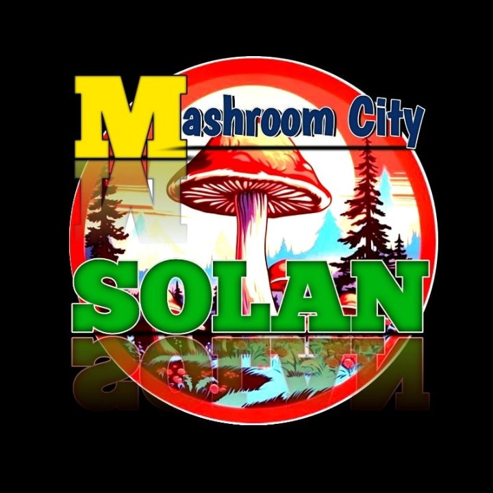 @mashroomcitysolan