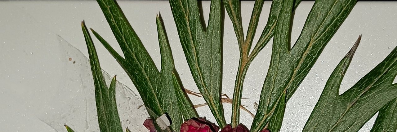 हिमांशु दिवाकर