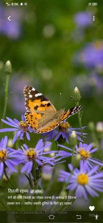 पहाड़ बछाली 