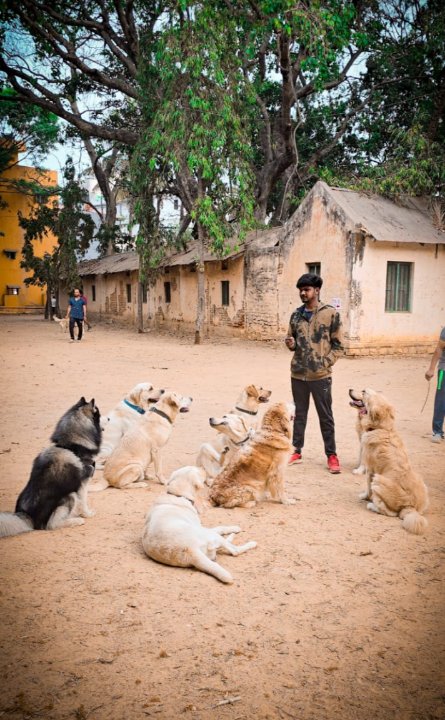 Dog Services Jp Nagar Jayanagar