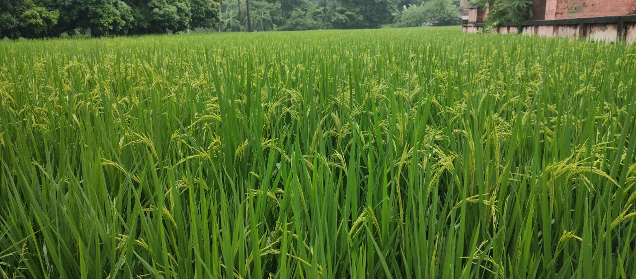 Kaushal Kishor Singh