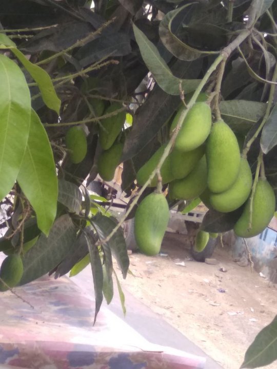 चौधरी Ram Singh