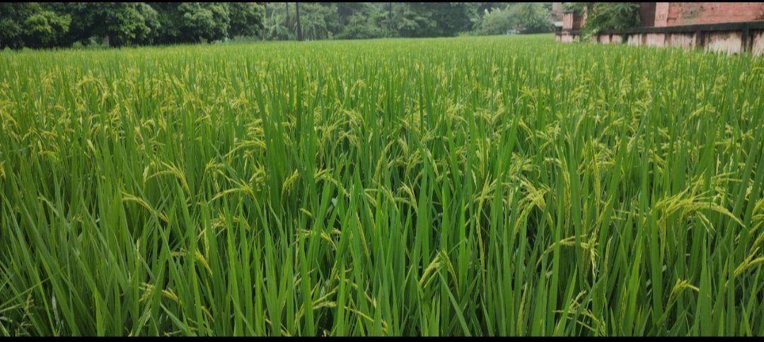 Kaushal Kishor Singh