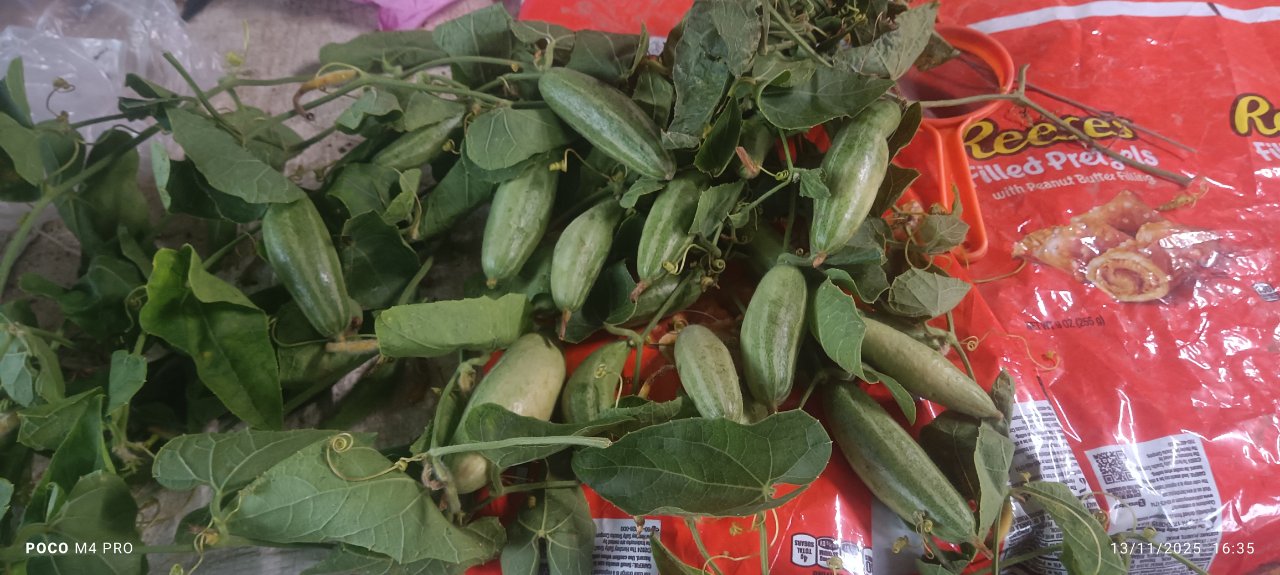 মল্লিক পটল চারা সেন্টার