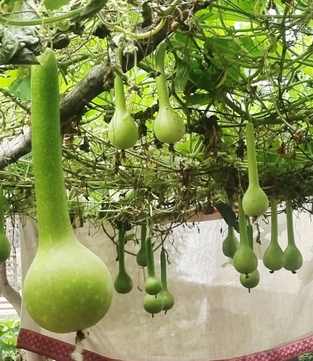 Rahul Kumar Rampur Naikin Vellog