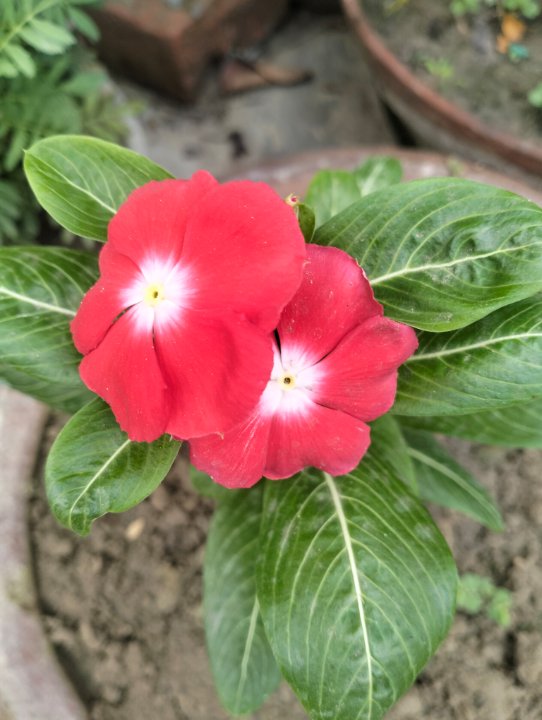 Surojit Dhali