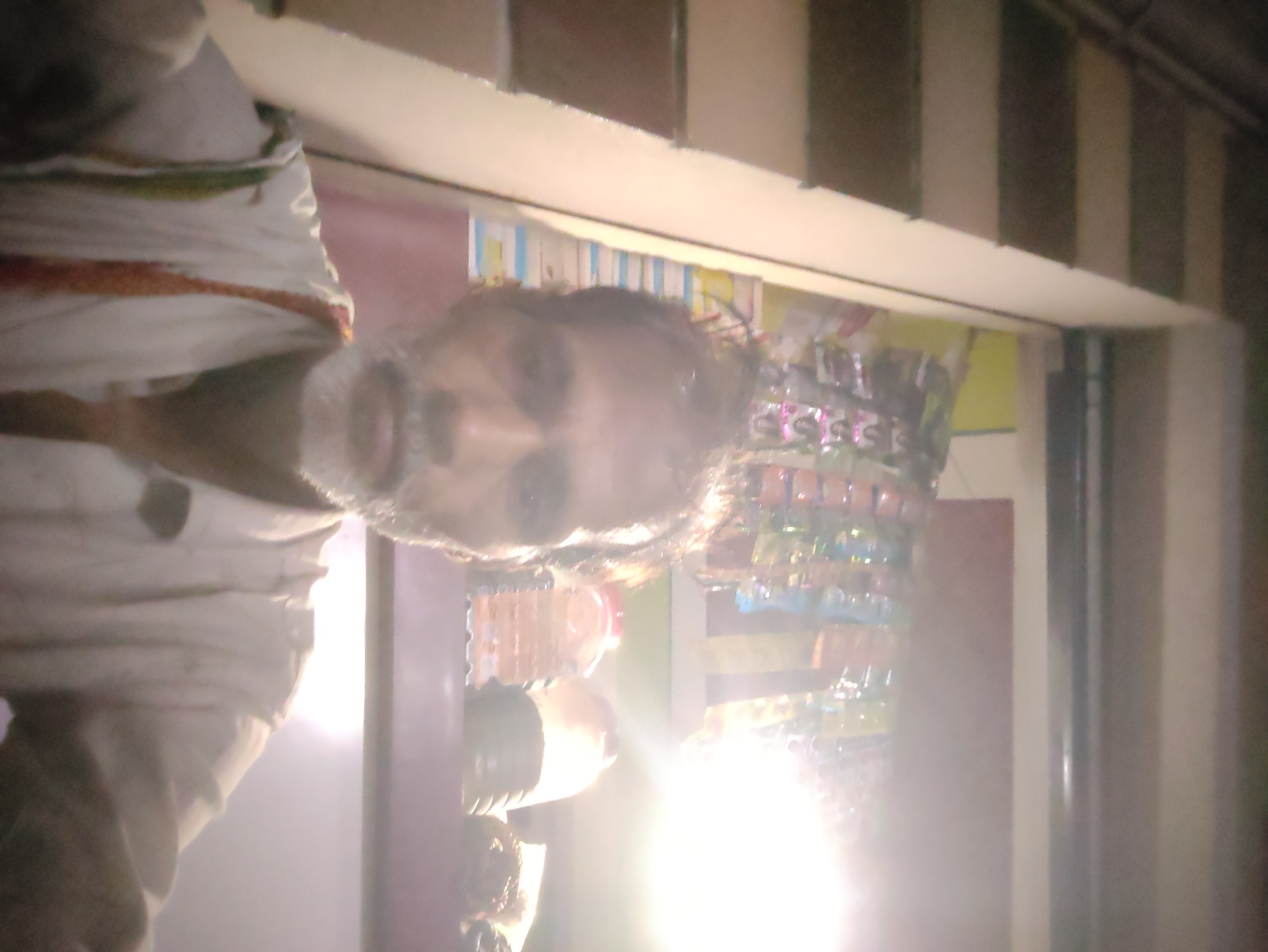Vishnu Lal