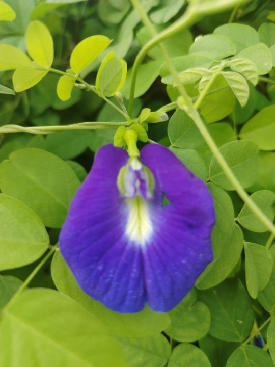 Niraj 