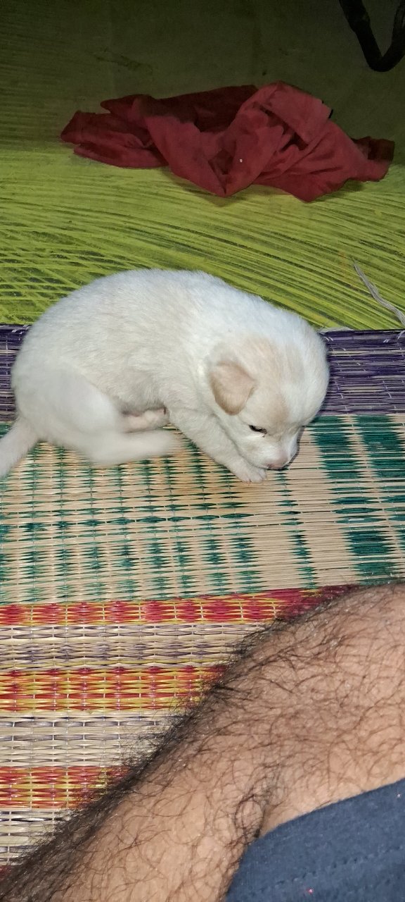 Vengadesh