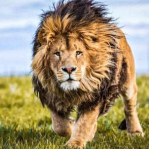 लखनऊ मीडिया